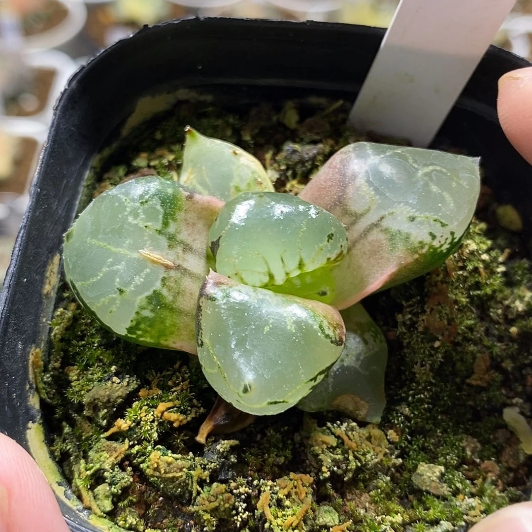 『*』139巨大化冰皇哈哈哈哈