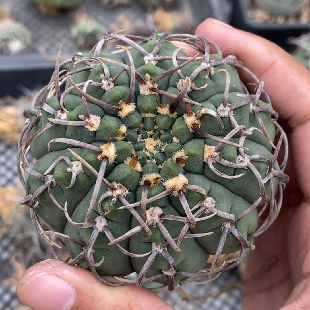 植播园艺曲刺三枪玉