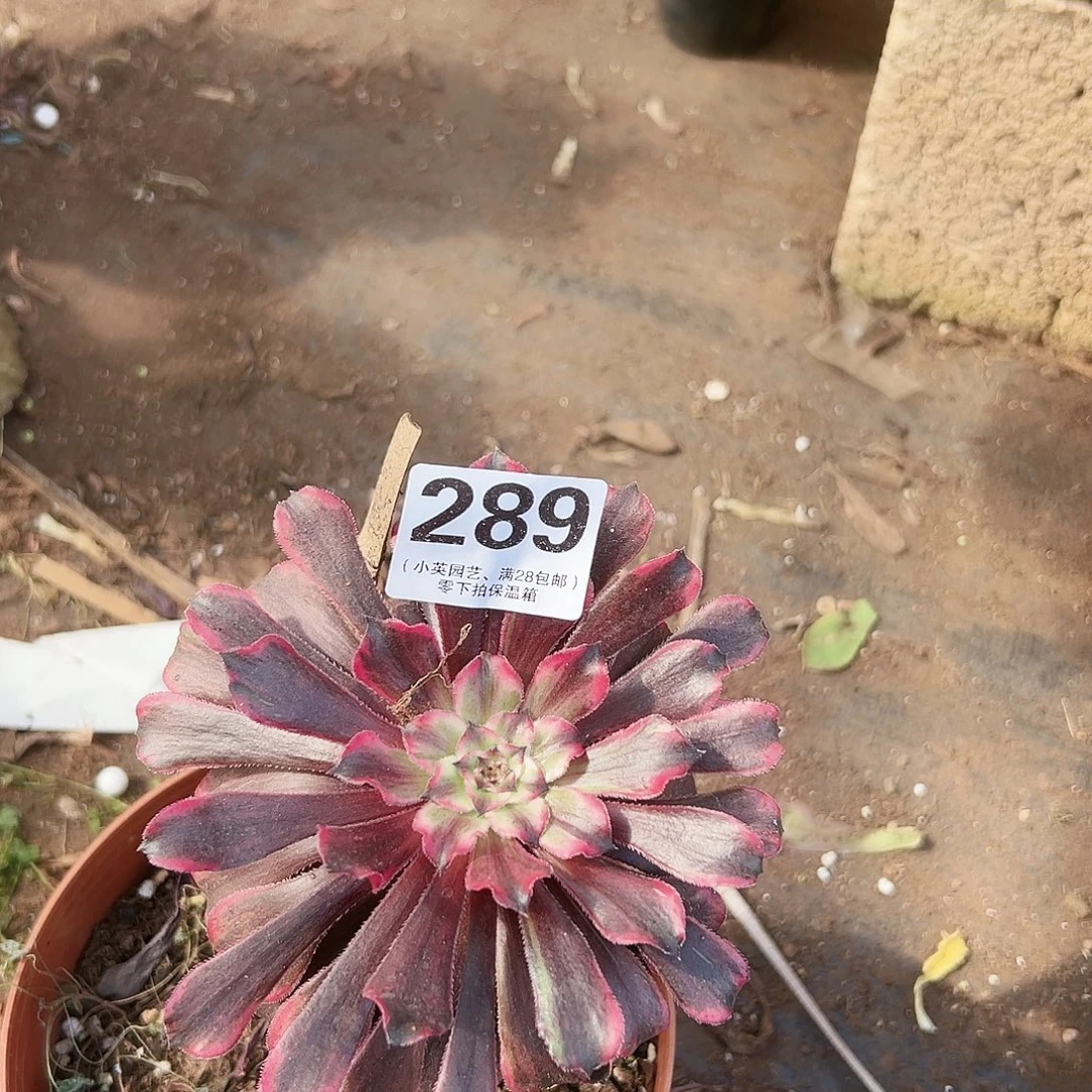 多肉植物多肉植物289