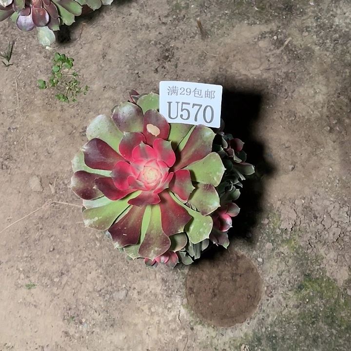 570香妃   多肉植物