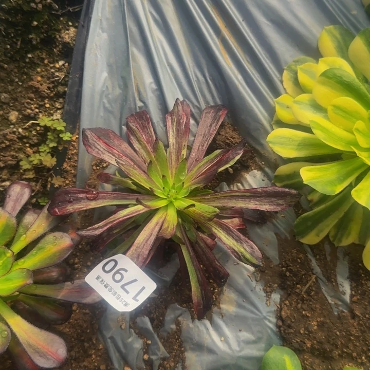 1790不知名拉丝七彩