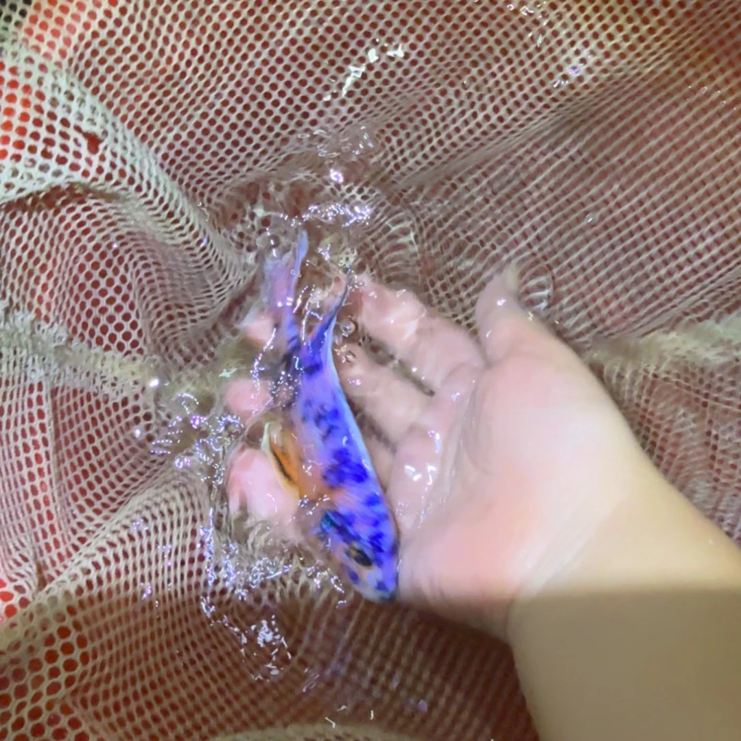 信***言慈鲷鱼18好ob 孔雀12