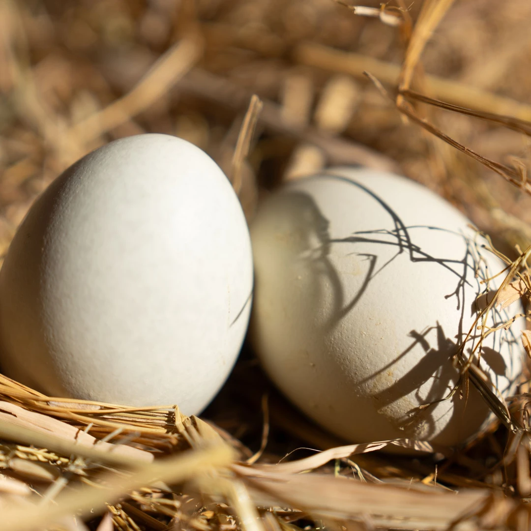 【绿壳蛋土鸡蛋】正宗柴鸡蛋笨鸡蛋生鲜高山散养
