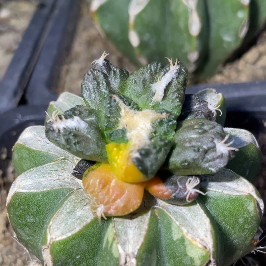 无花朵花斑基因锦073