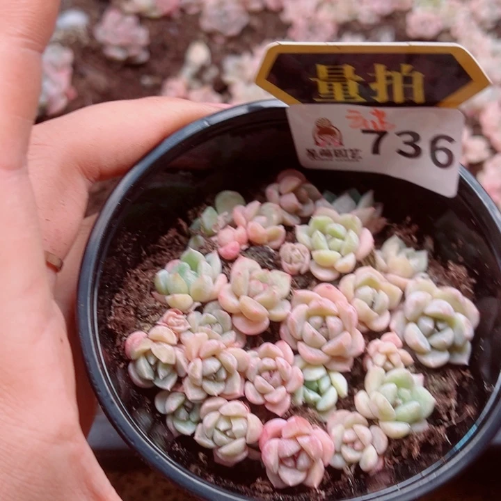 多肉植物多肉植物