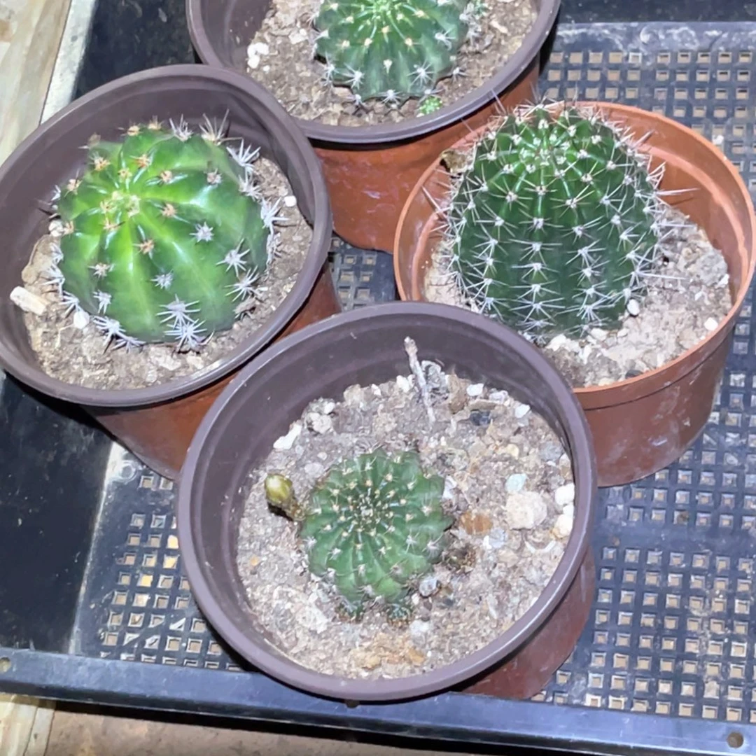 岩***家彩草 丽花 4颗 脱土脱盆摘花满20包邮