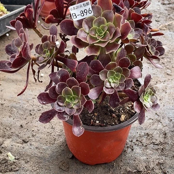 心***水896欧嘉莉多肉植物法师