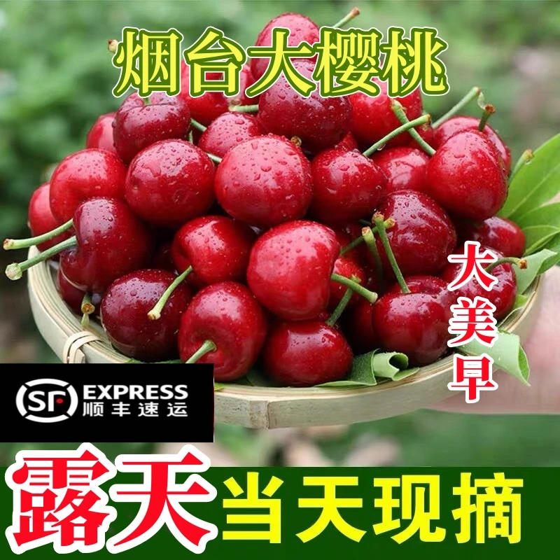 【5斤顺丰空运】露天美早大樱桃国产车厘子酸甜当季孕妇新鲜水果