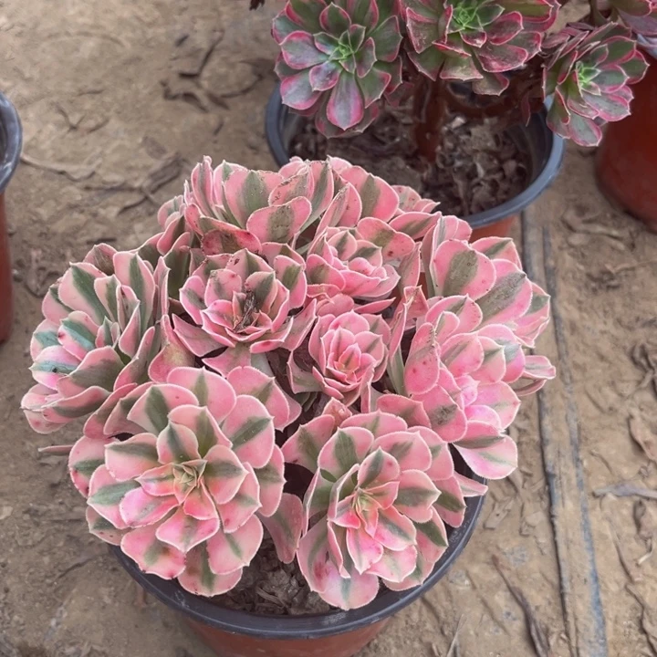 两个粉女巫裸根脱土