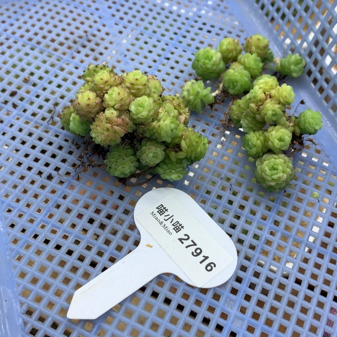 W*G多肉植物麦秆珍妮