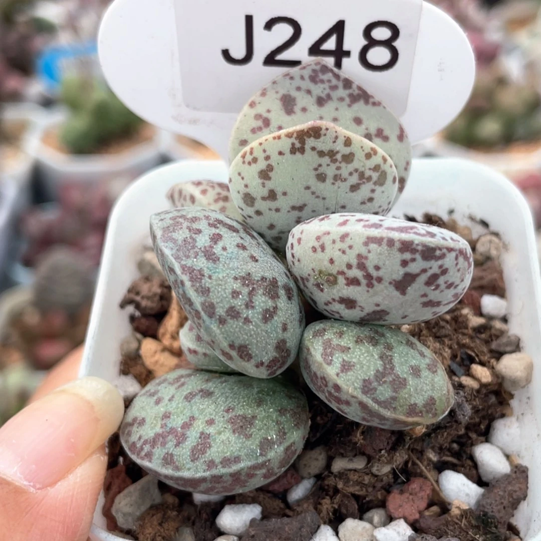 虫***汤248花蛋。