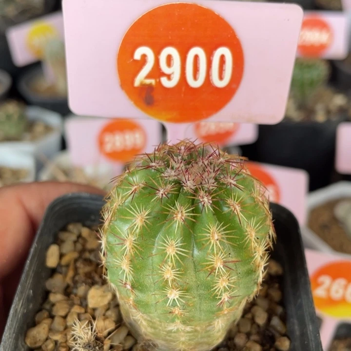实生青花虾29002900