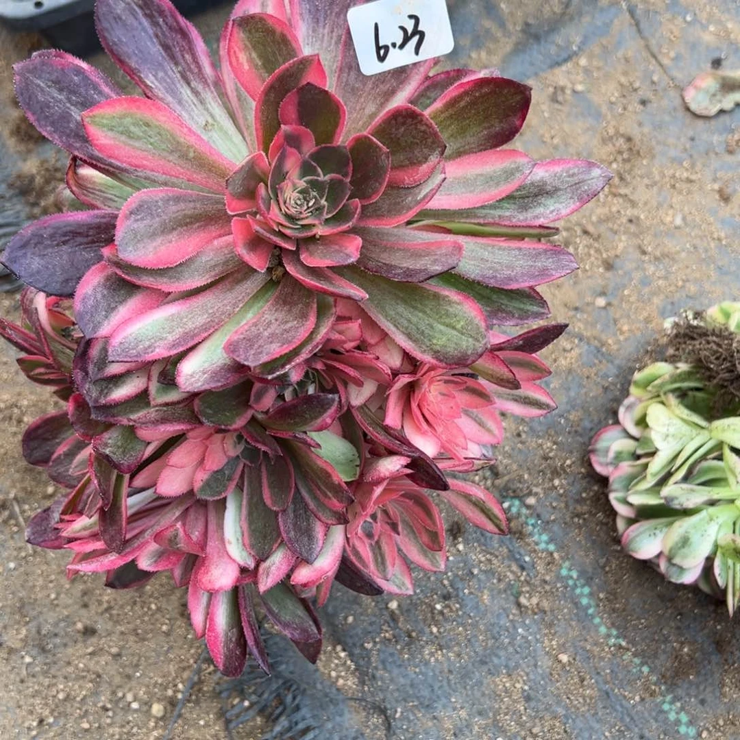 23黑魔锦多肉多肉多肉多肉