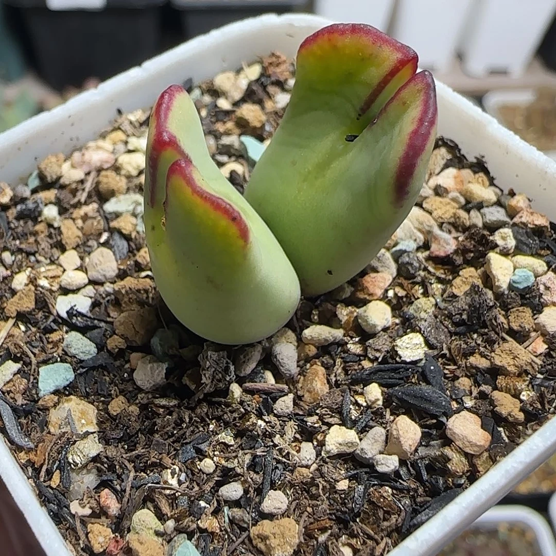 多肉植物日系红边将133号