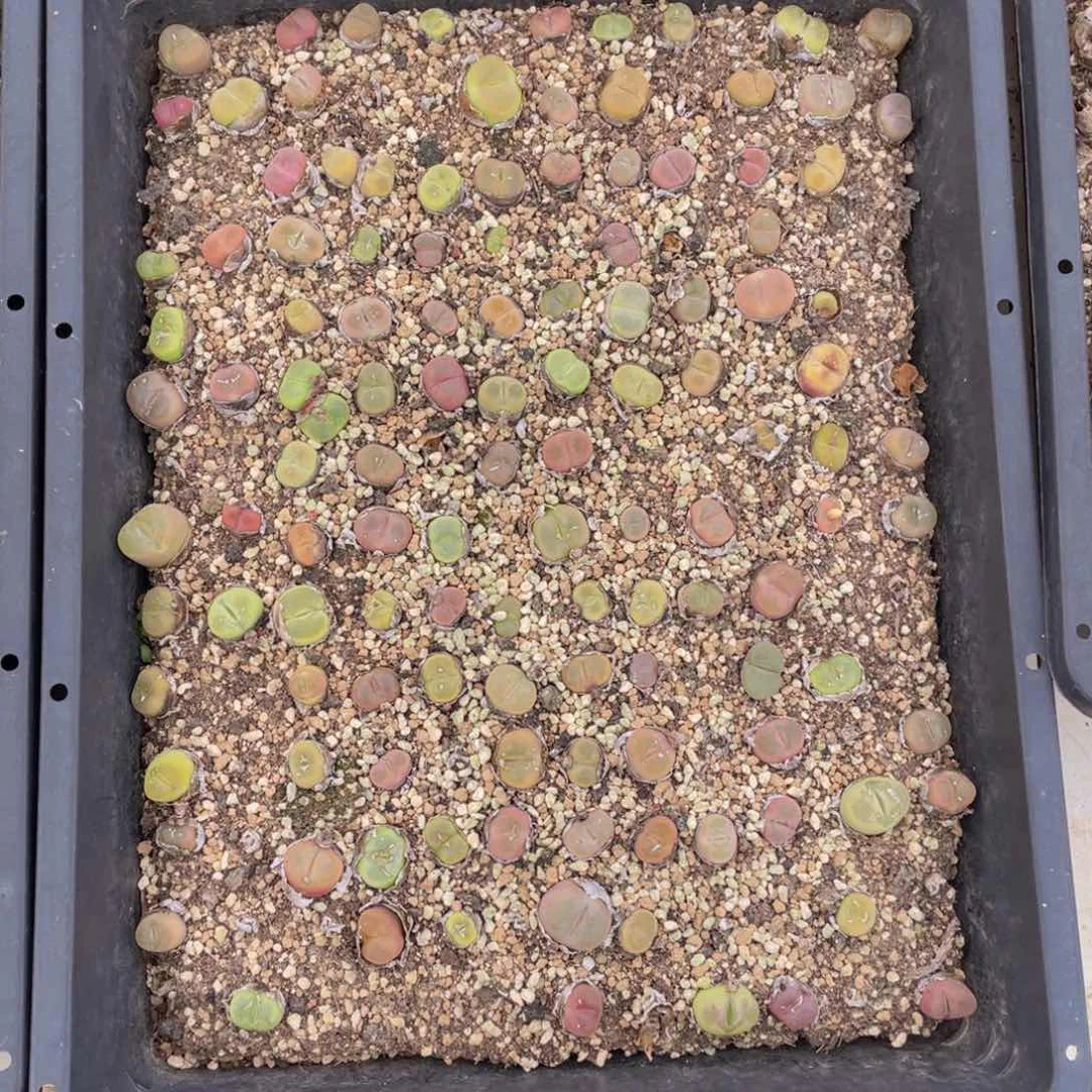 云糖心多肉植物246