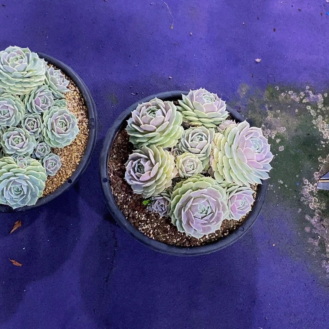 一**洋露娜莲不带盆包邮的