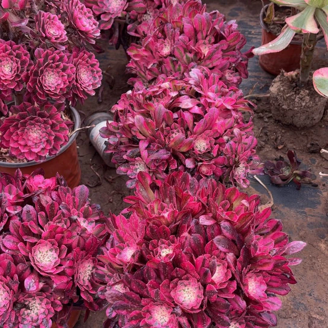 红铜白绣球9.9多肉植物