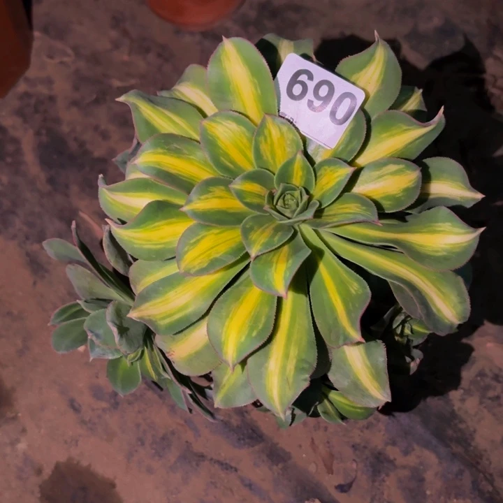 690幻影多肉植物不售后