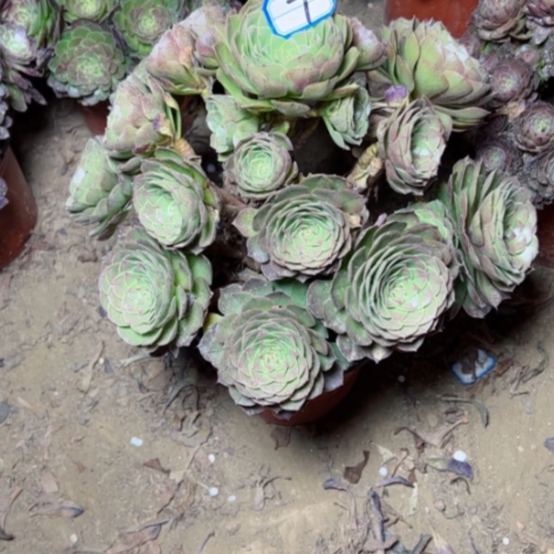 【闪购商品】多肉植物万圣节7