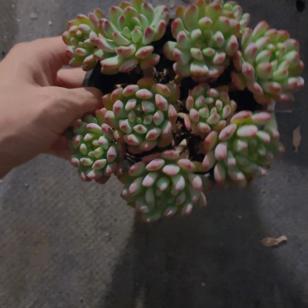 12cm蓝苹果新疆包邮