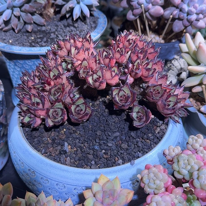 乌木 朵朵缀  一物一拍