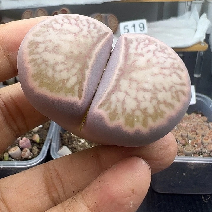 就*紫521巨型菊福利了