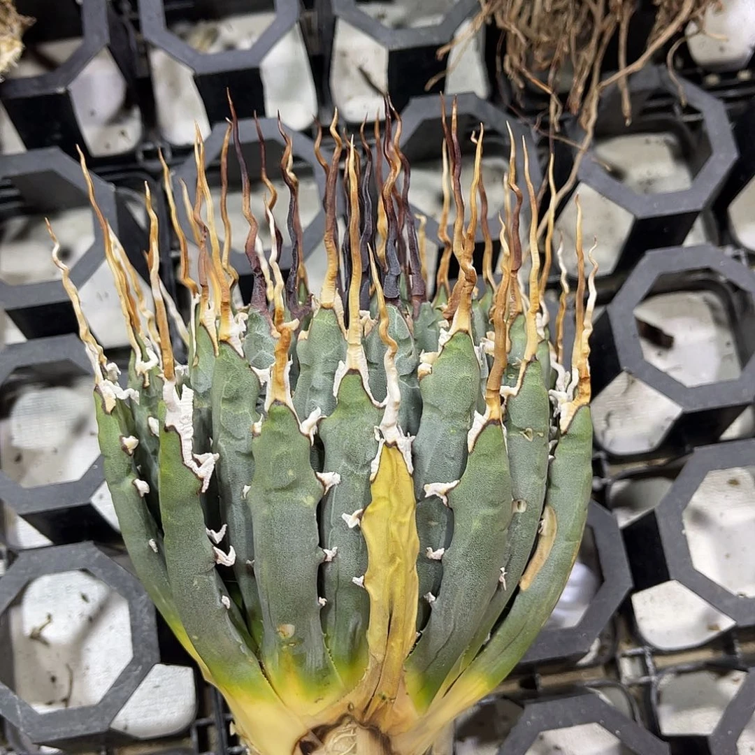 缘***满林立林立咯我希望我们小王