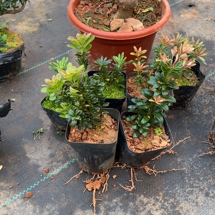 用***4无花朵罗汉松盆景223