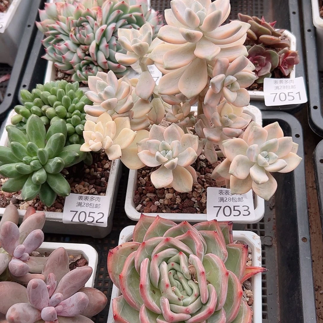 无花朵你****！多肉 一物一拍7053