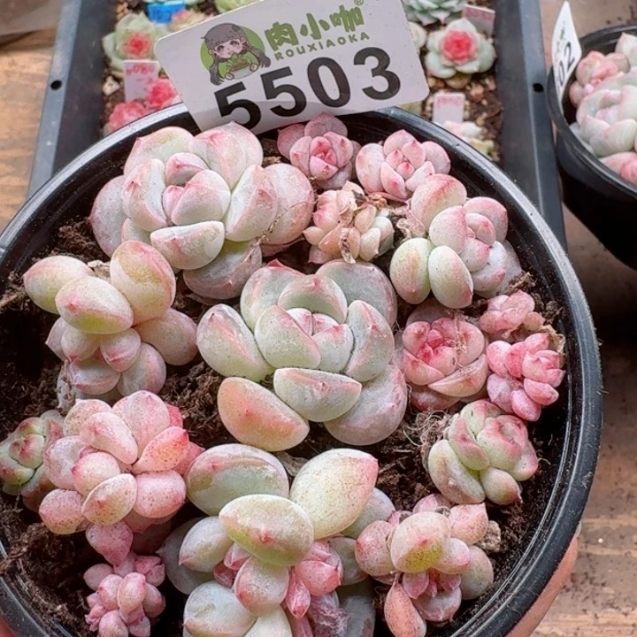 多肉植物多肉植物