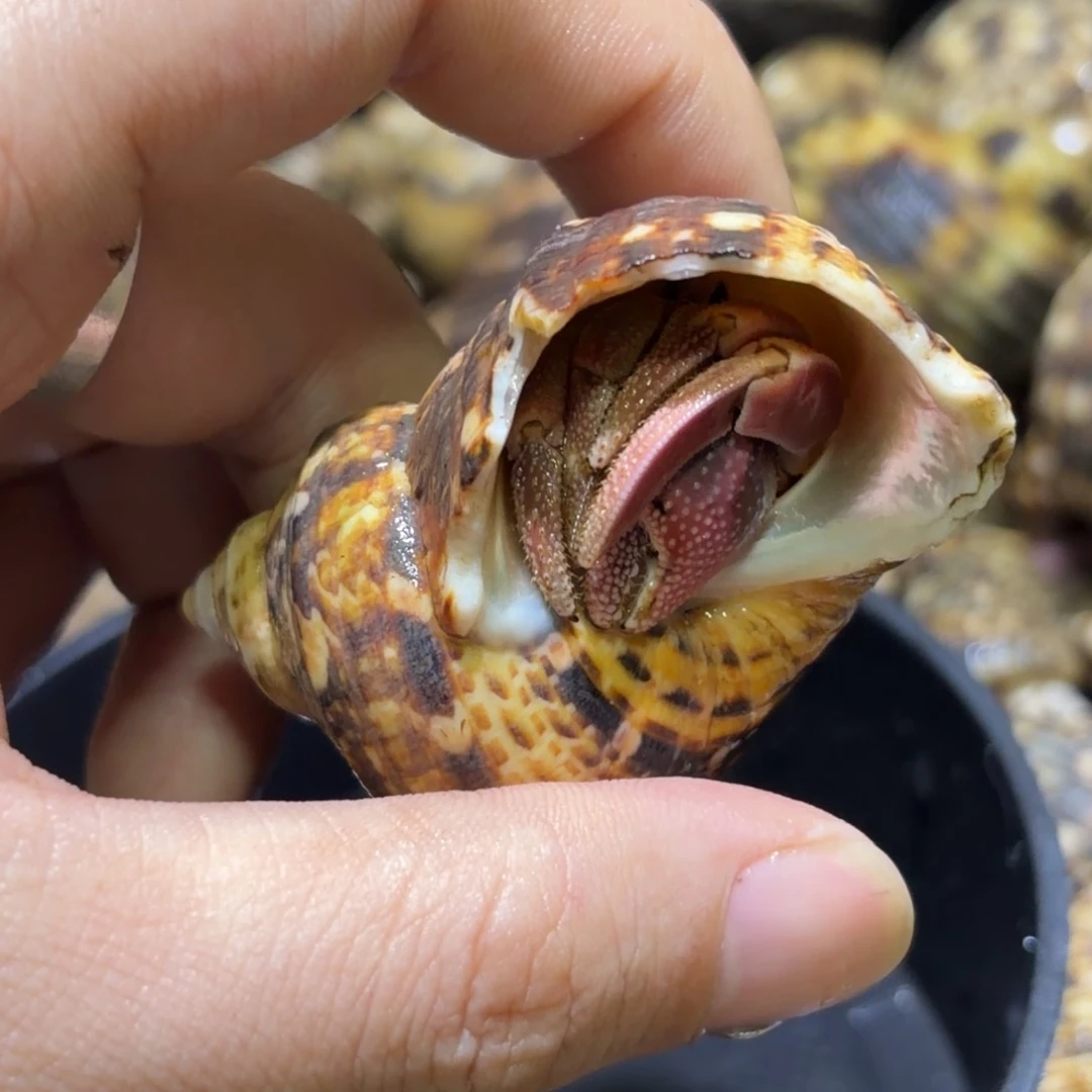 活体寄居蟹 不退不换 30
