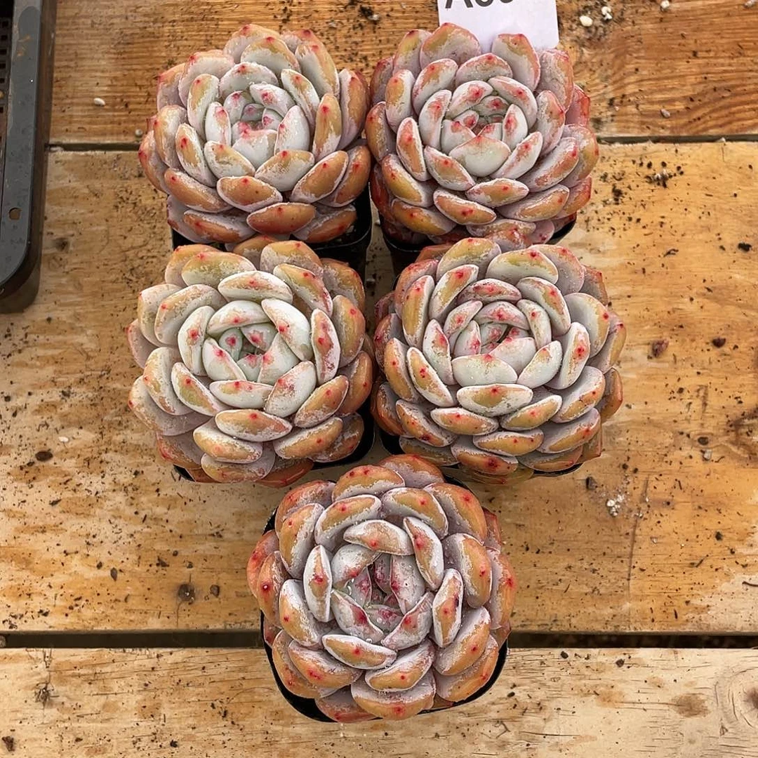 656多肉植物多肉植物