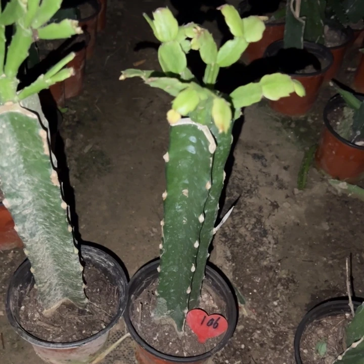 江***湖当前无花栽培后可以开花061  106