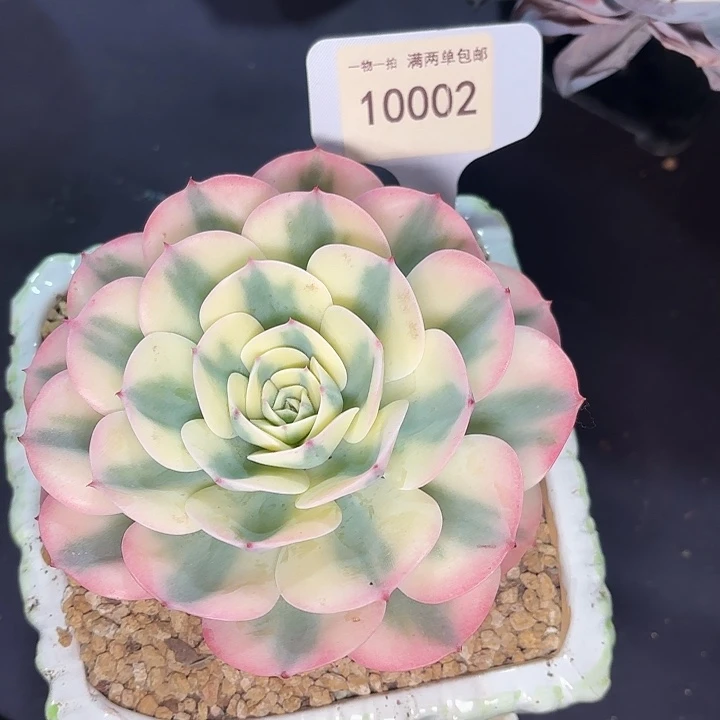 九*九玉蝶锦一物一拍10002