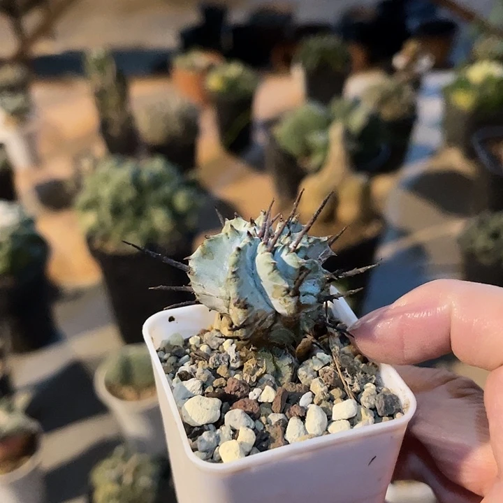 无花朵日系豪刺白衣魁伟玉