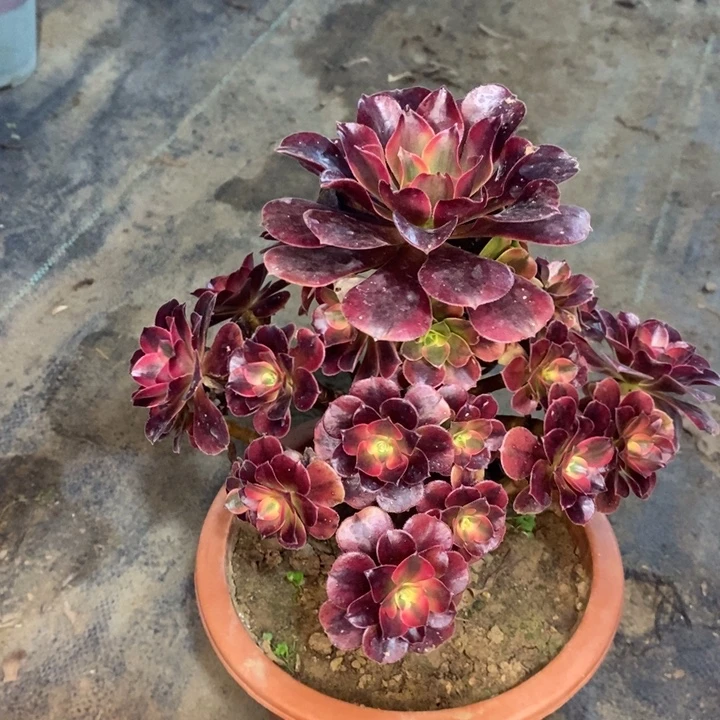 美杜莎18多肉植物法师法师