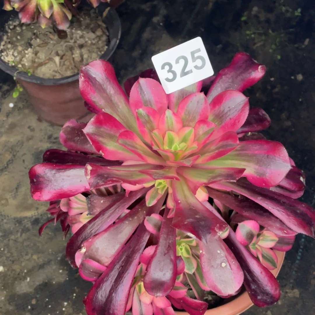 健**乐325号美杜莎手捧花