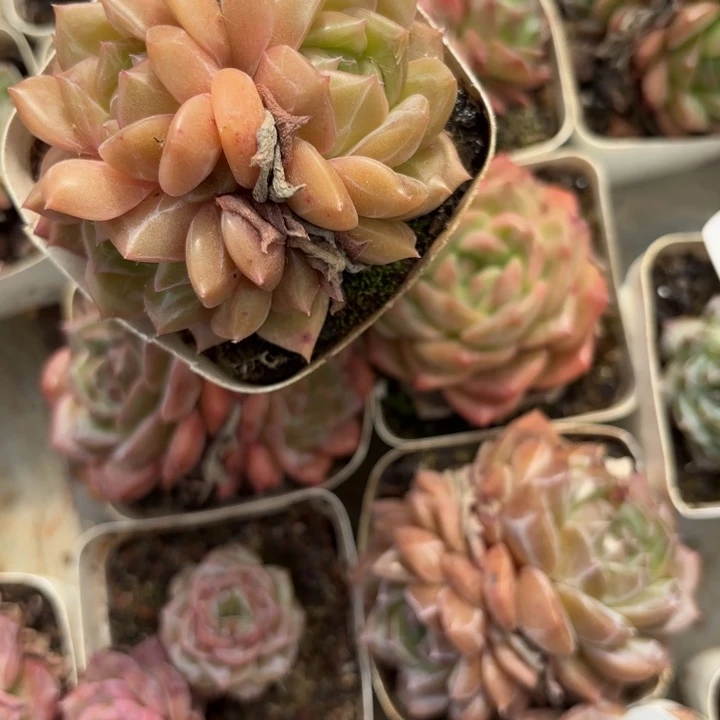 战后652呀呀呀呀呀呀呀呀雨啊呀呀