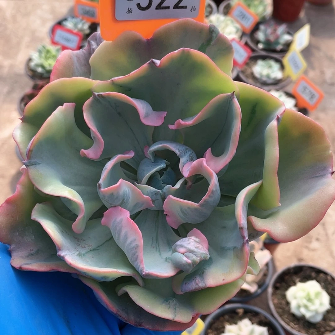 【闪购商品】无花朵522号