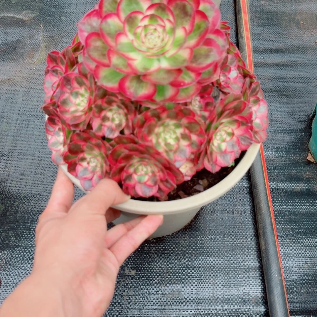 无花朵hhgffffffb