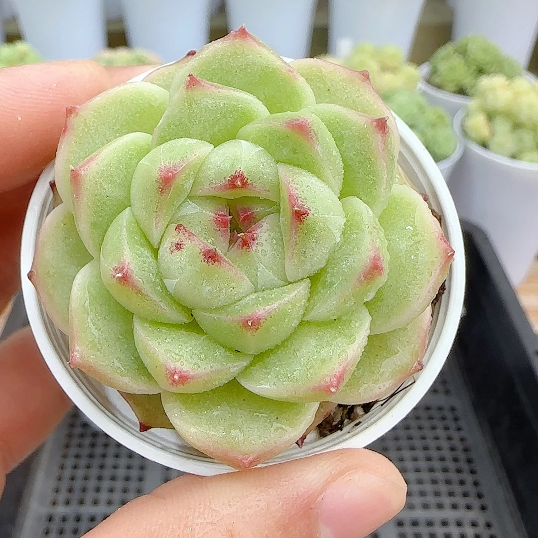 【闪购商品】0926-97包子麦杆
