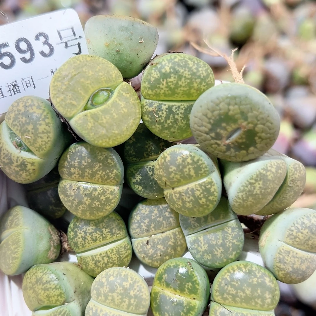 8593 好养易活生石花大母本19个