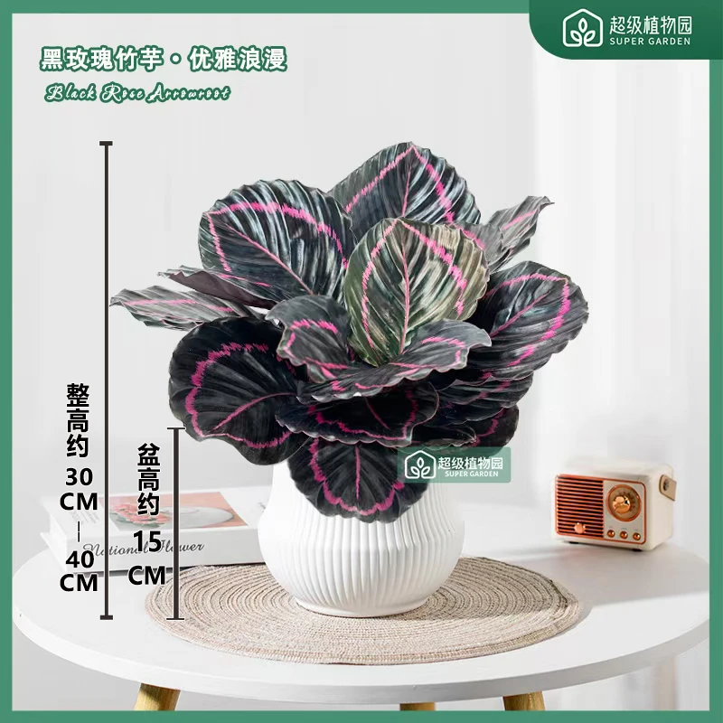 黑玫瑰竹芋红美丽观叶盆栽室内喜阴绿植客厅办公室净化空气彩叶芋