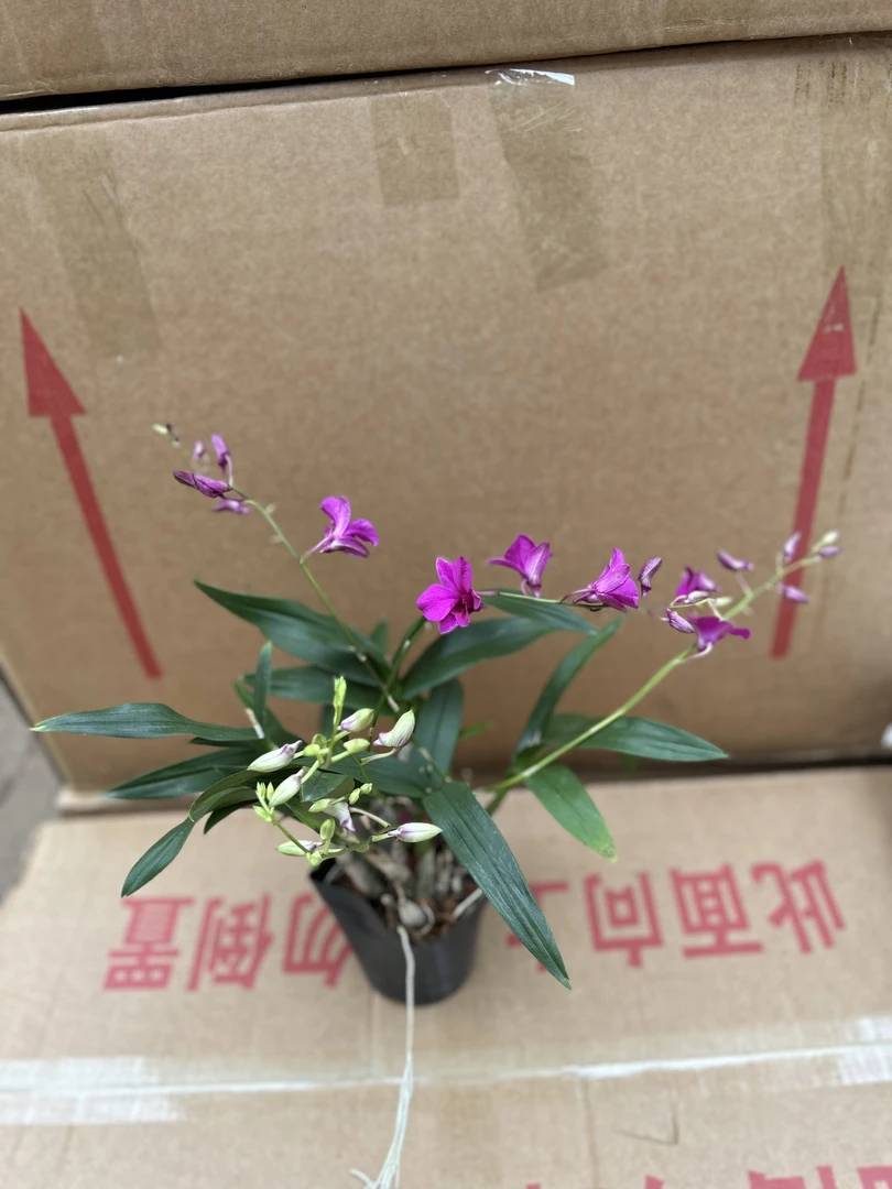 120石斛兰盆栽室内高档花卉