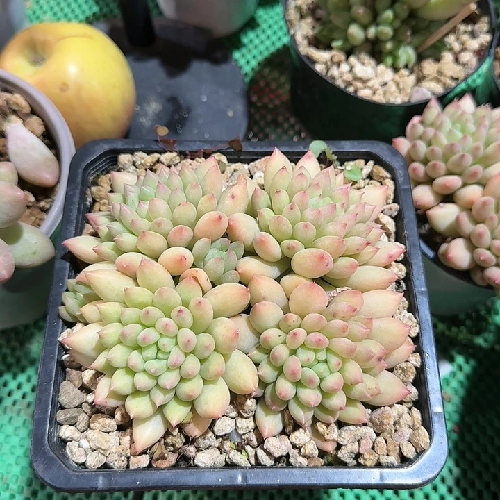 岩字多肉植物的生长