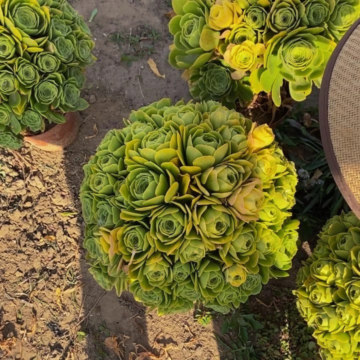 绿玫瑰一颗多肉植物