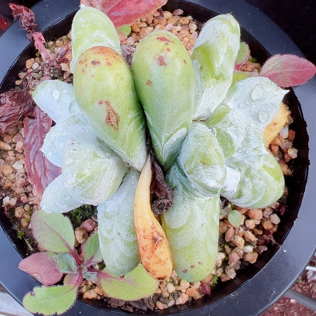 9284拇指仙女杯多肉