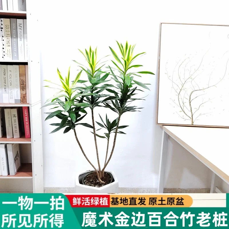 梦幻金边百合竹室内客厅书房阳台盆栽四季常青好养活