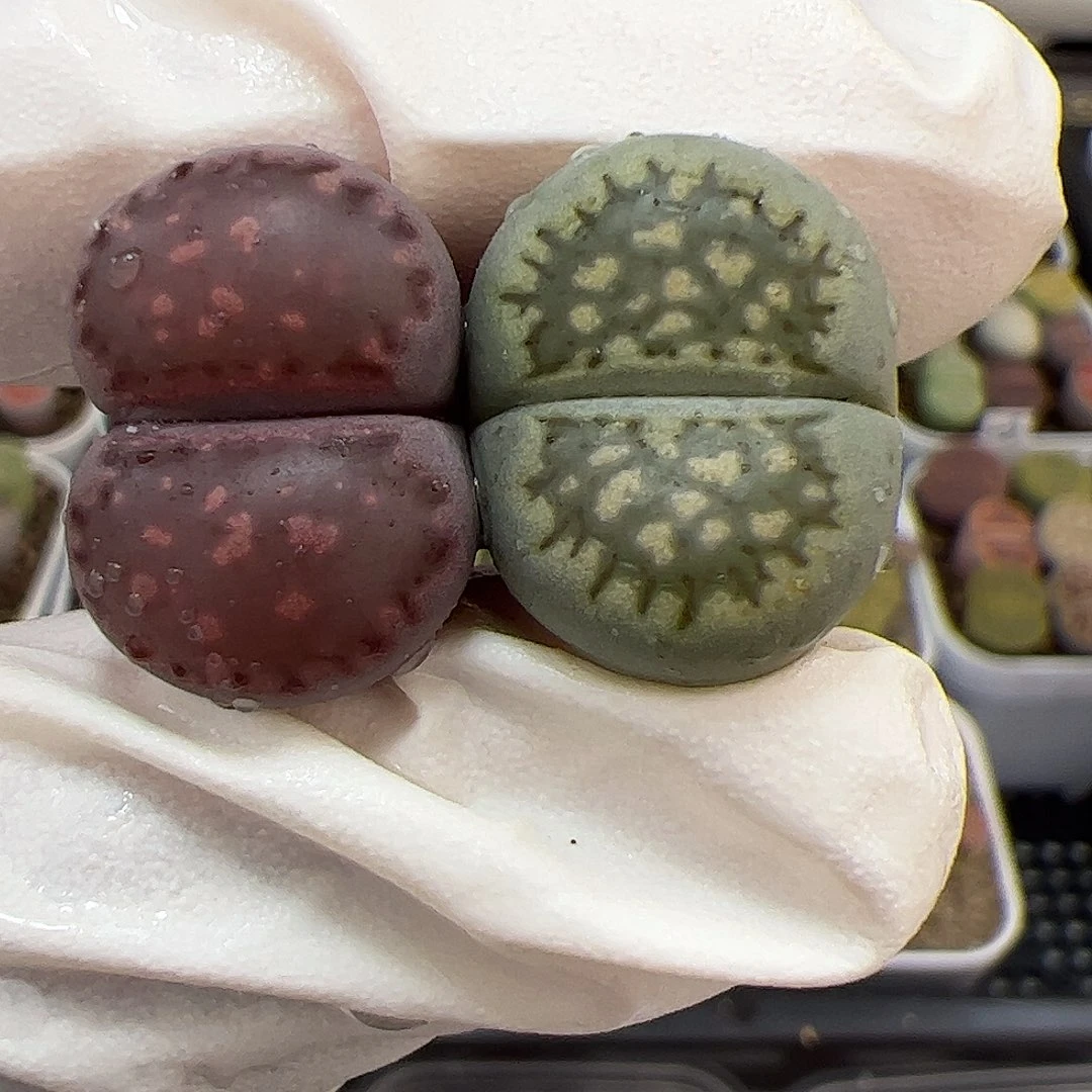 生石花多肉.饼干组合