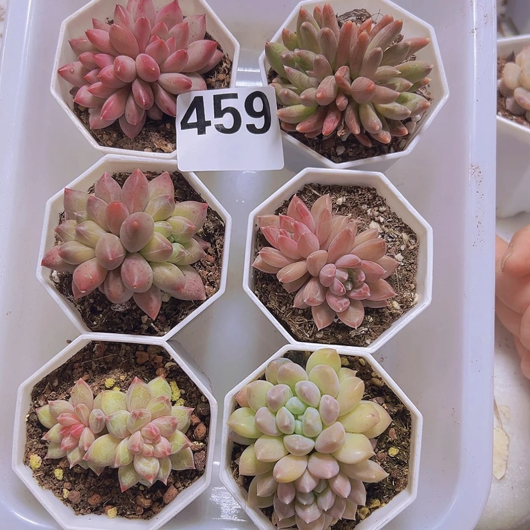 459美人双头组合6盆